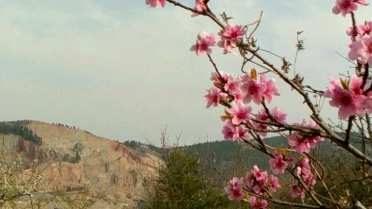 [图]非常周末的桃花园!