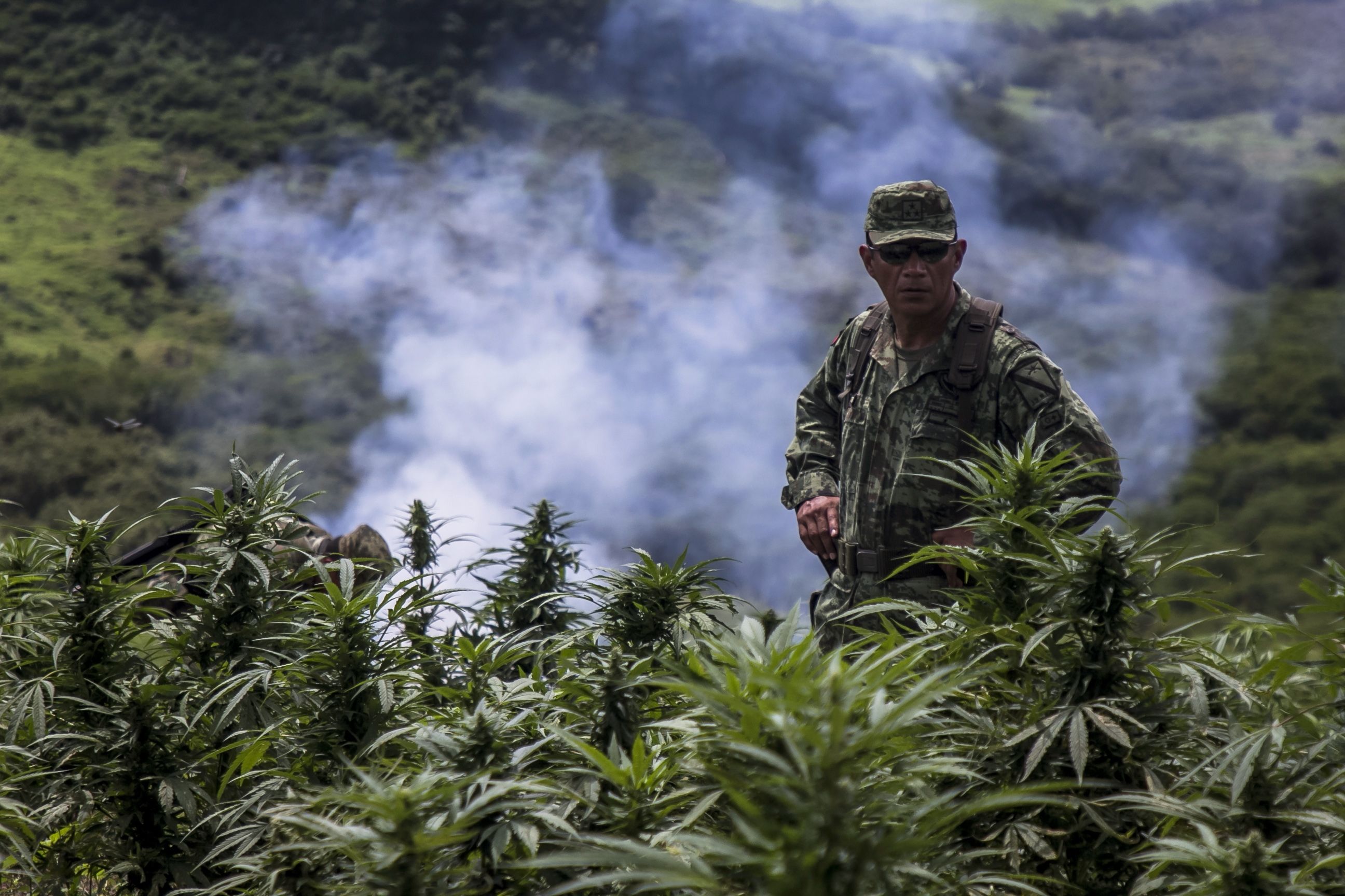 墨西哥军方捣毁大面积大麻种植园