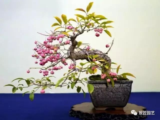 盆景界难得的粉红色真弓(卫矛)