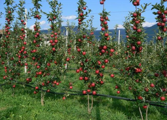 苹果树栽培技术|苹果树的花芽生长规律