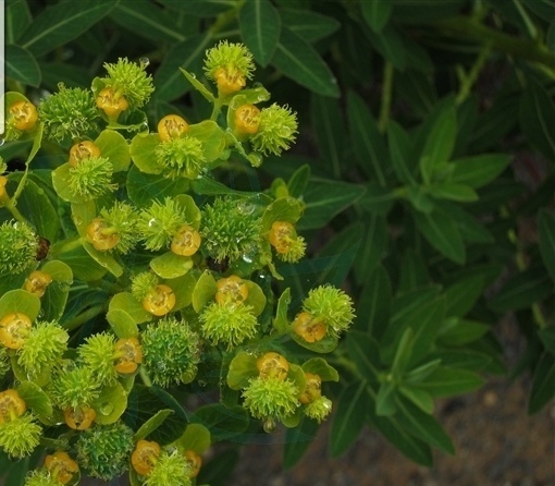 常见植物知识普及——大狼毒