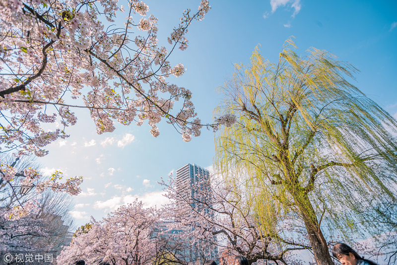 東京上野公園櫻花滿開 華燈初上如夢似幻