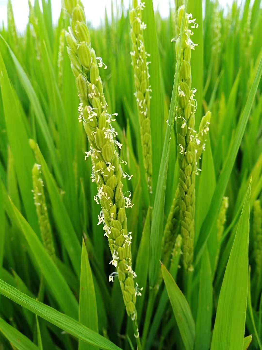 绿色食品大米生产技术规程