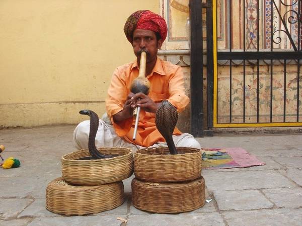 印度出现会微笑的眼镜蛇,能瞬间夺人性命,当地人却将之供为神物