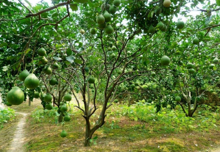 柚子树的种植技术和管理 