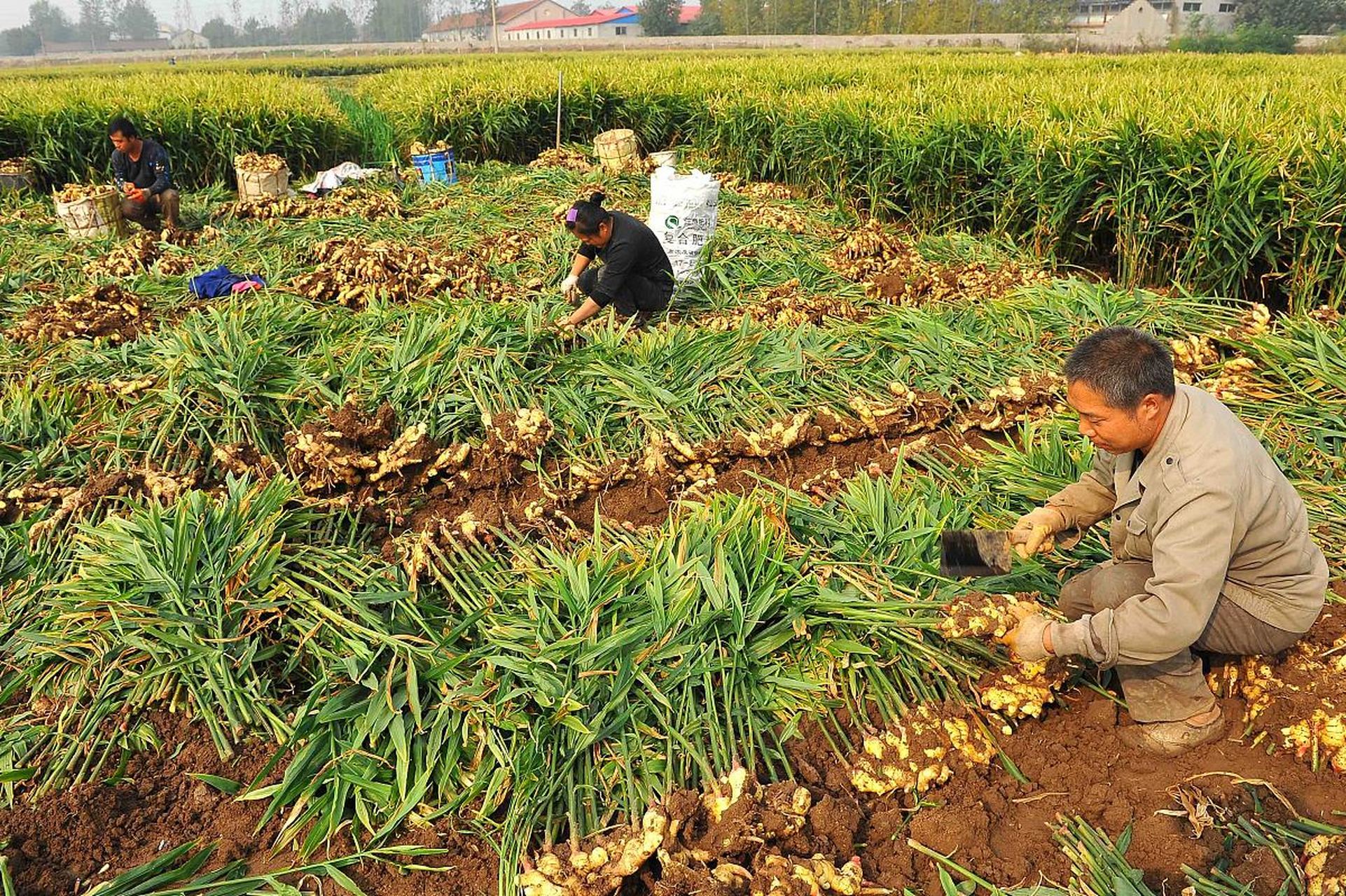 生姜种植,用根罗汉 甲霜恶霉灵 硝钠萘乙酸可以给土壤杀菌,提高生姜的