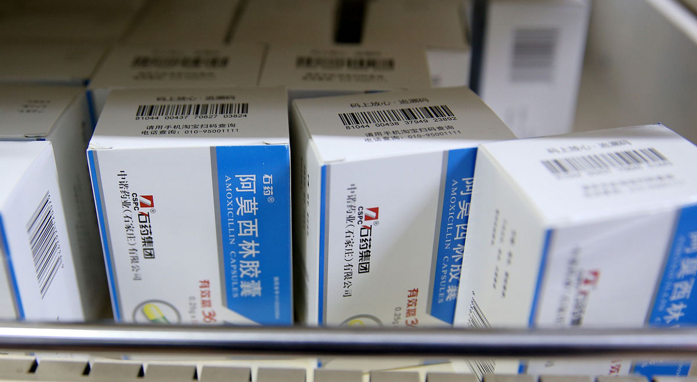 阿莫西林可用于治疗猫咪口炎,但需根据兽医建议确定具体治疗方案.