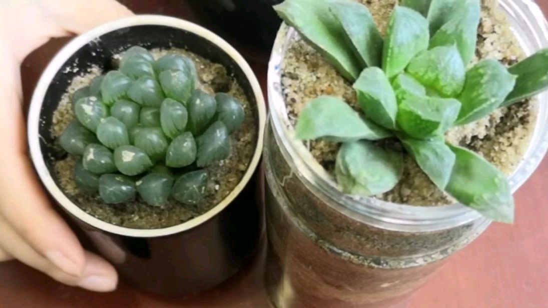 多肉植物玉露养护知识大全 三年养殖经验总结 三分钟学会养护玉露
