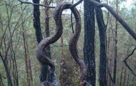 四川惊现巨蟒渡劫 飞天瞬间遭闪电击中