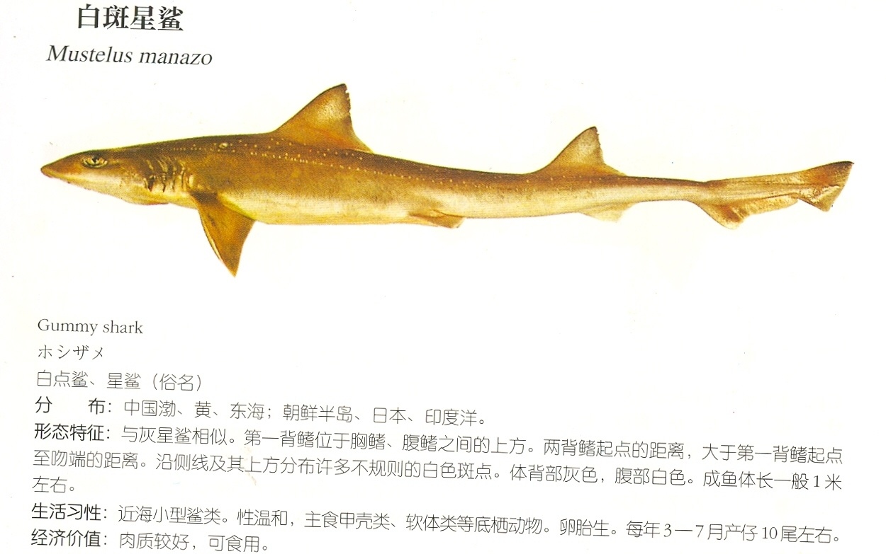 对白斑星鲨你了解多少?白斑星鲨知识大全