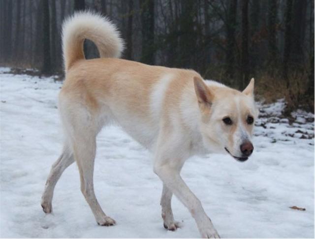 以色列原产狗狗迦南犬,一波三折的狗生,被驯化后又沦为野狗