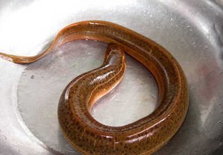 湖州村民捕获百年"黄鳝精"是变异还是有怪事发生