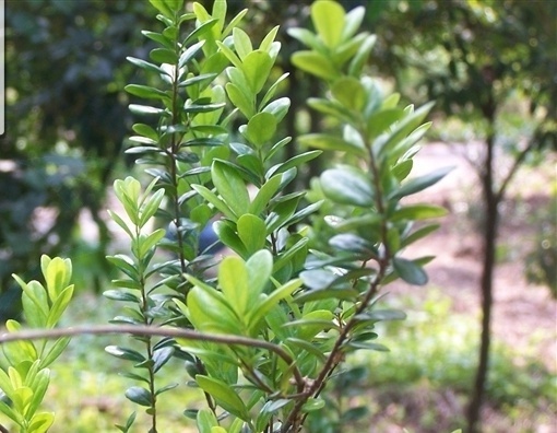 植物小百科:关于黄杨叶箣柊你不得不知道的知识!