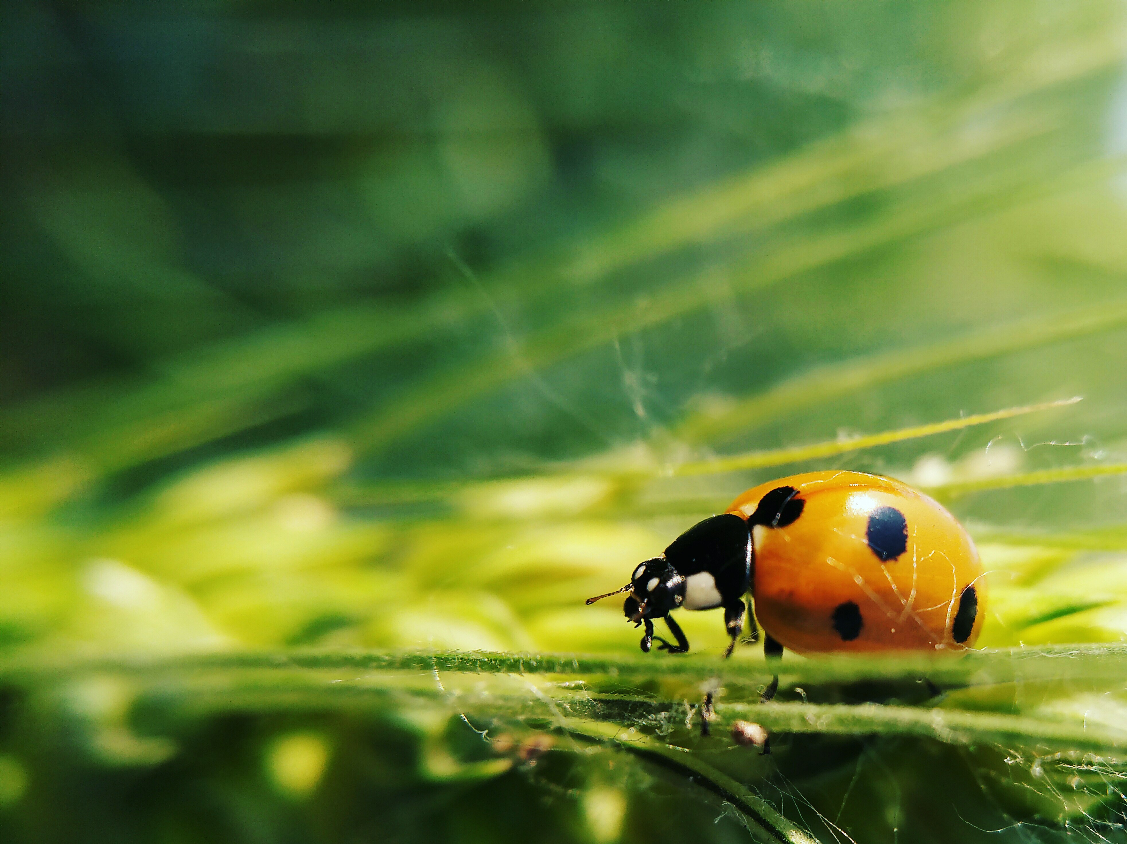 手机微距摄影作品《七星瓢虫》图集展览