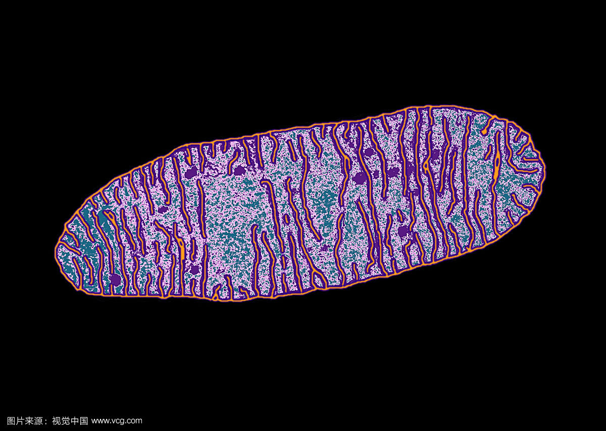 经过许多世代以后,线粒体就逐渐地把他们的基因移交给了细胞核?