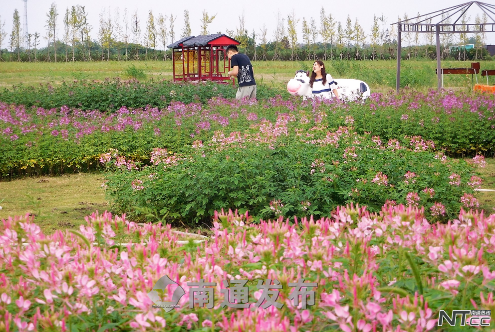 萬株鮮花越開越豔,南通鮮花小鎮將迎百合醉蝶觀賞季