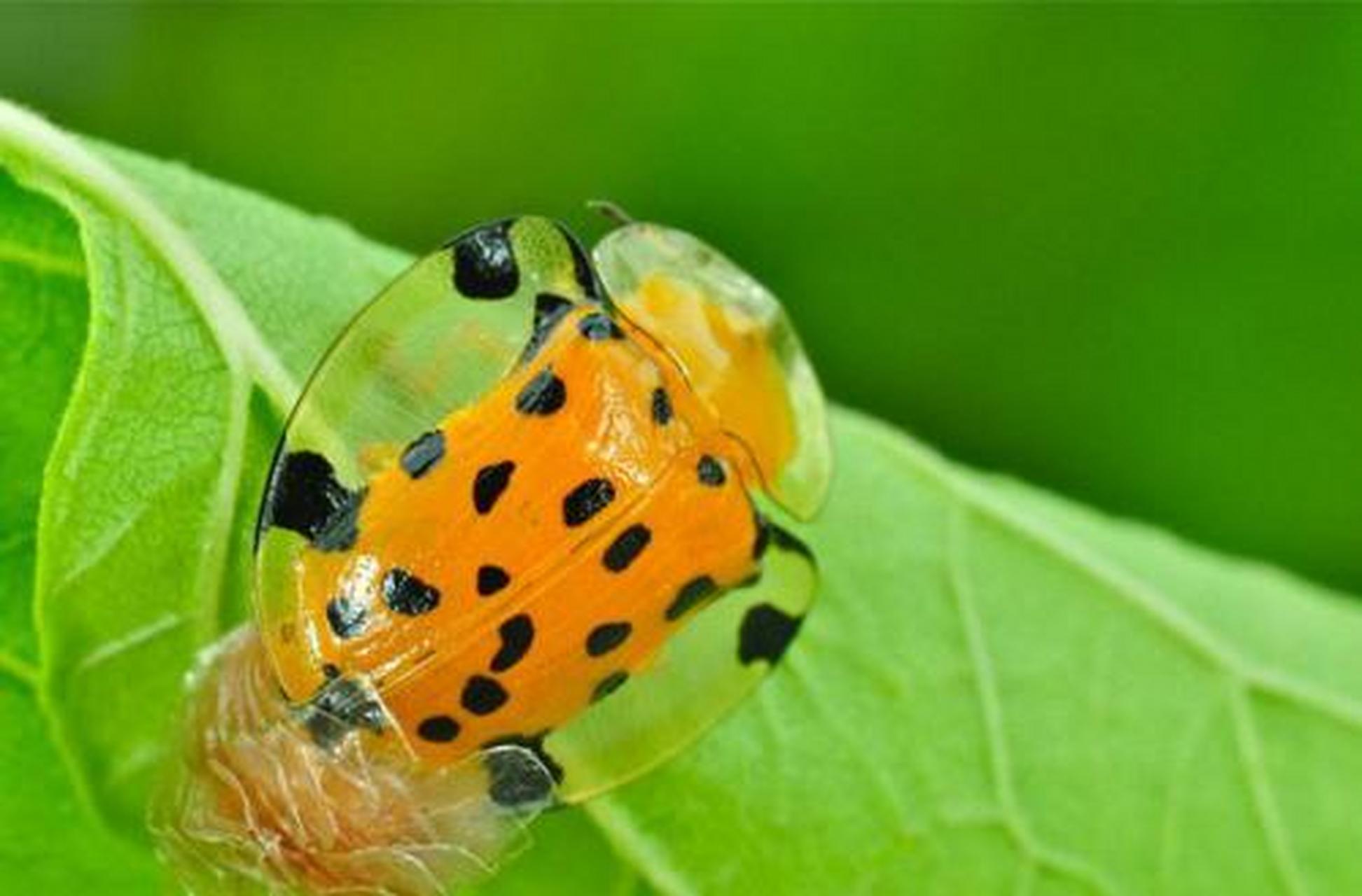 公佈答案: 姓名:黃金龜甲蟲(golden tortoise beetle) 出生地:全