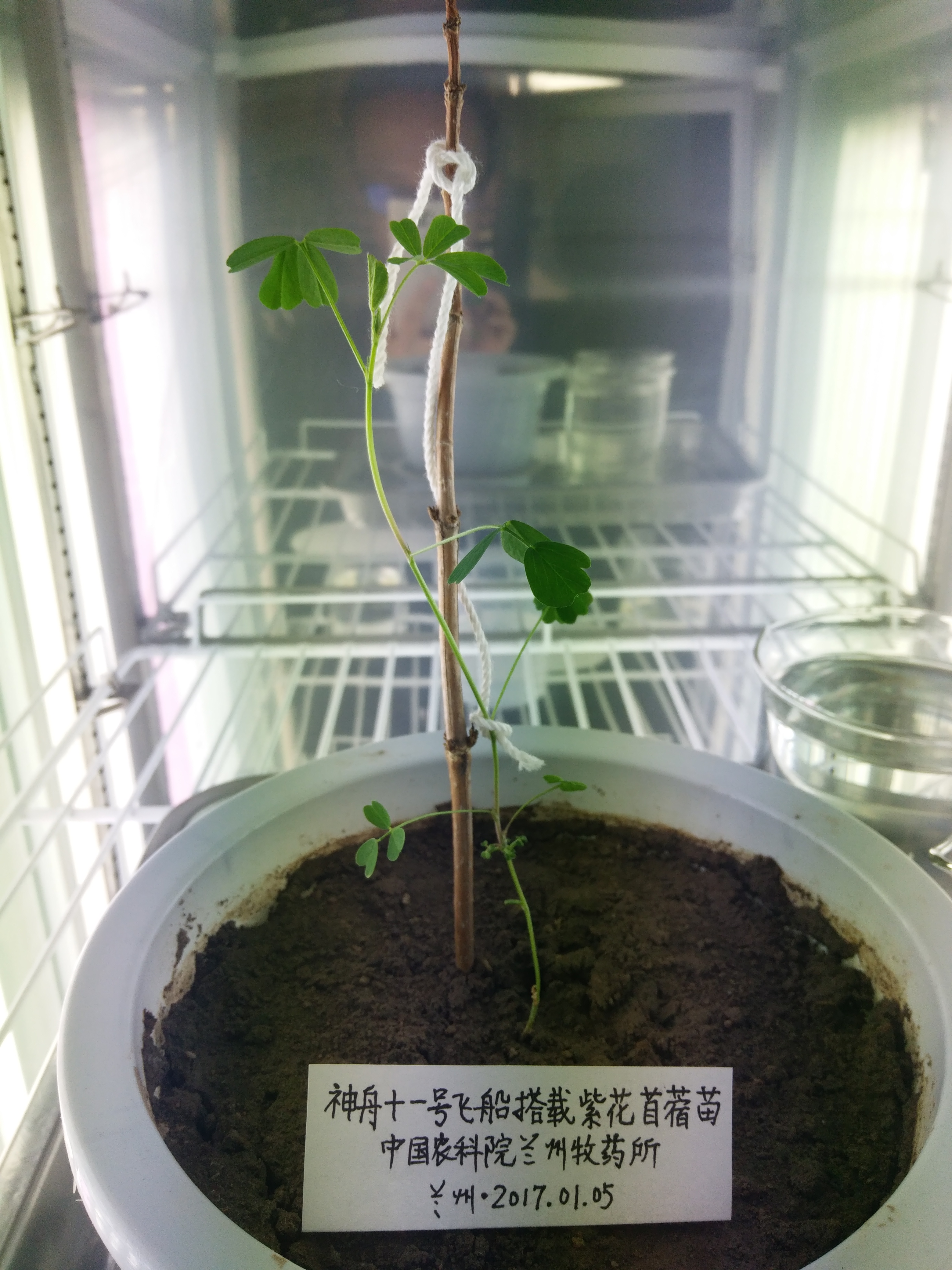 利用航天诱变育种技术开发苜蓿新品种