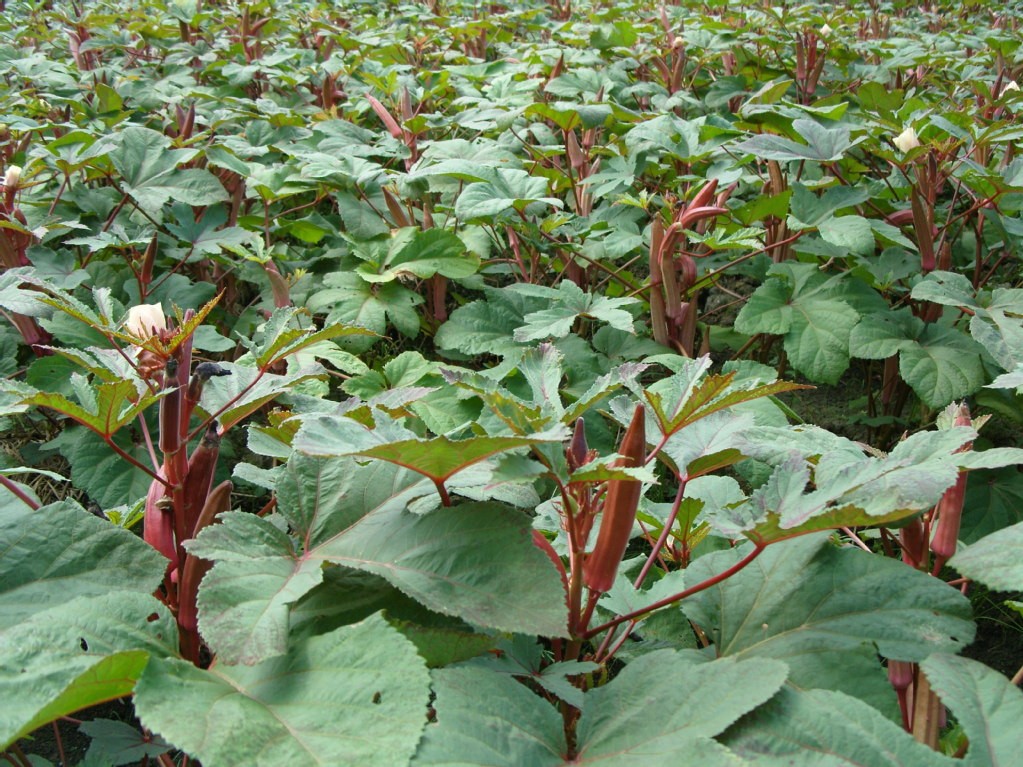 农村小伙种这种蔬菜,年赚50万还供不应求,你吃过吗?