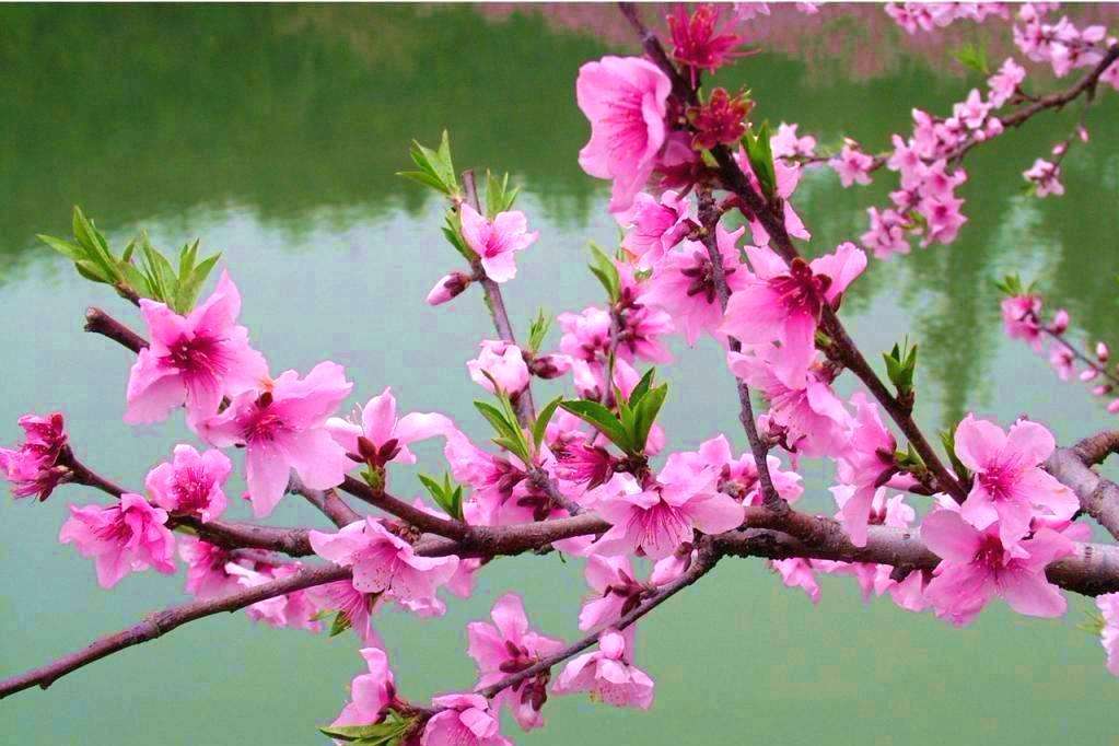 世人喜爱桃花,李商隐的唐诗《嘲桃》,把忘恩负义者嘲笑到骨髓里