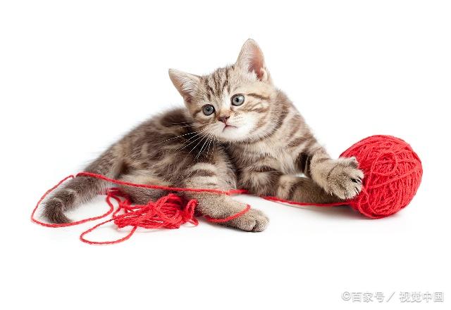 毛线球也是猫咪最爱玩的玩具之一,圆圆滚滚地,一抓就跑,即使是自己玩