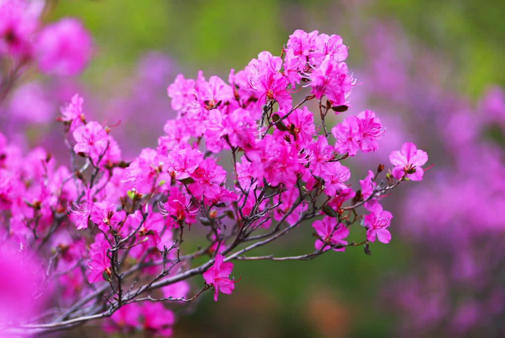 正是观赏好时节,黑龙江最美的杜鹃花都在这里了,赶快收藏