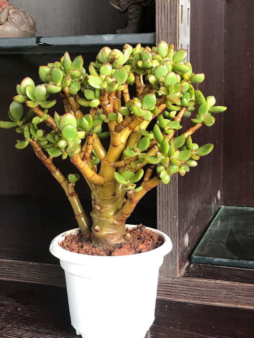 1盆燕子掌比"石头"年龄大,主干胳膊粗,养成"老桩"满枝开花