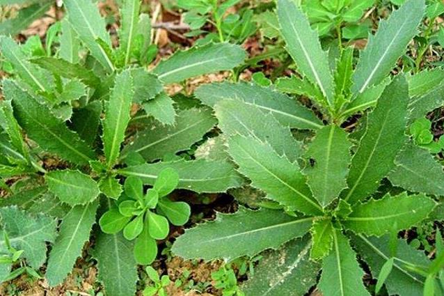 农村这种浑身带刺的野菜,不但能吃还是一种止血草药