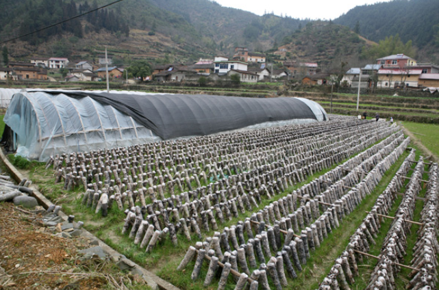 食用菌栽培需要准备哪些设施?每个设施具体应该怎么操作呢?