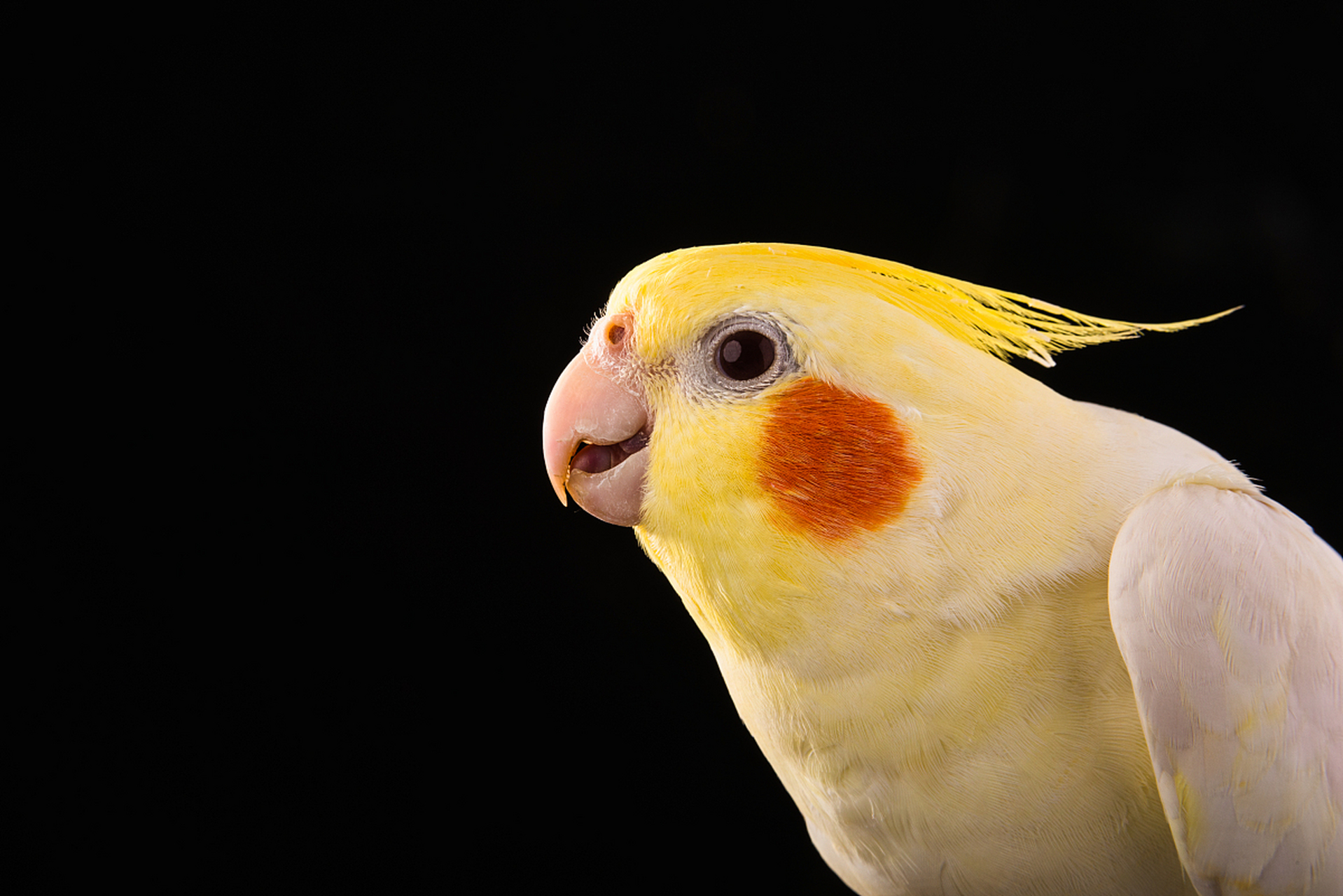 发现澳大利亚的神秘魅力,让玄凤鹦鹉成为你生活的新伙伴!