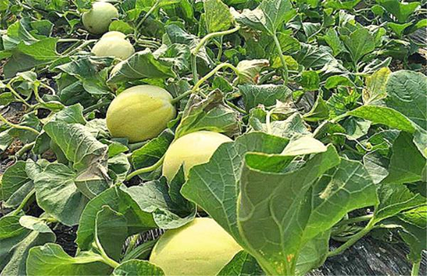 香瓜的品种 - 2020年最新商品信息聚合专区 - 百度爱采购