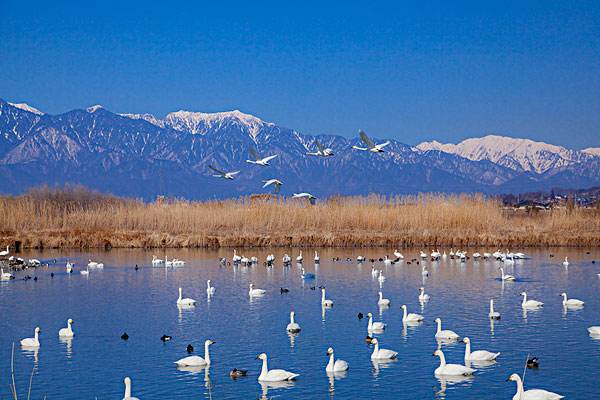 3月3号天鹅向北迁徙,飞了两天又飞回来了,这是为啥呢