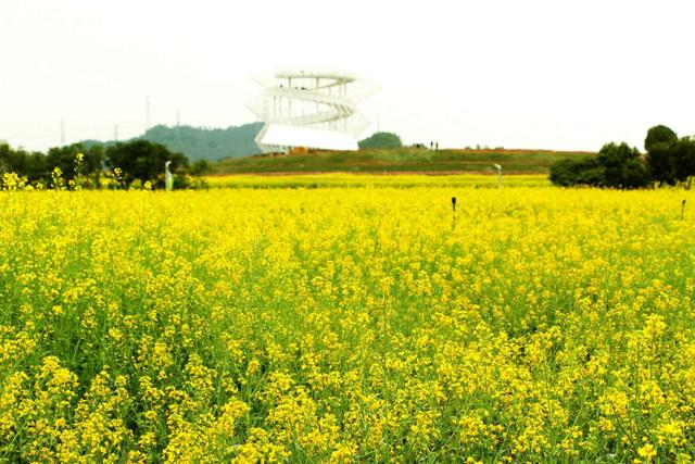 2019春节踏青好去处—深圳光明小镇欢乐田园