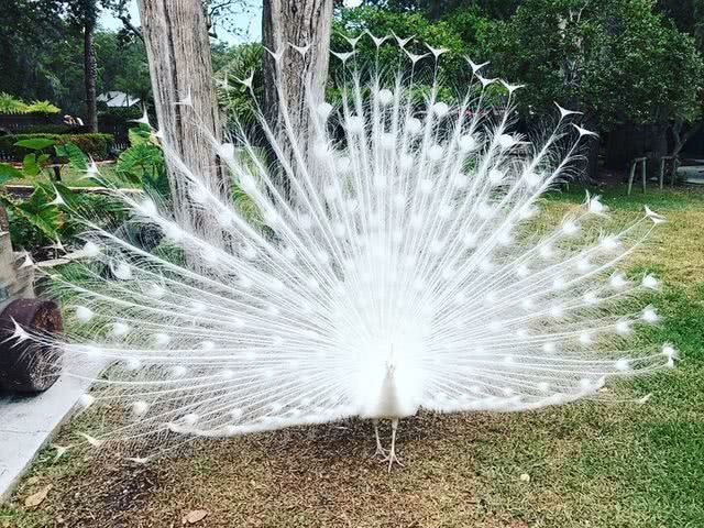 女工人为买白孔雀花光积蓄还借债,称其高贵优雅钱没白花