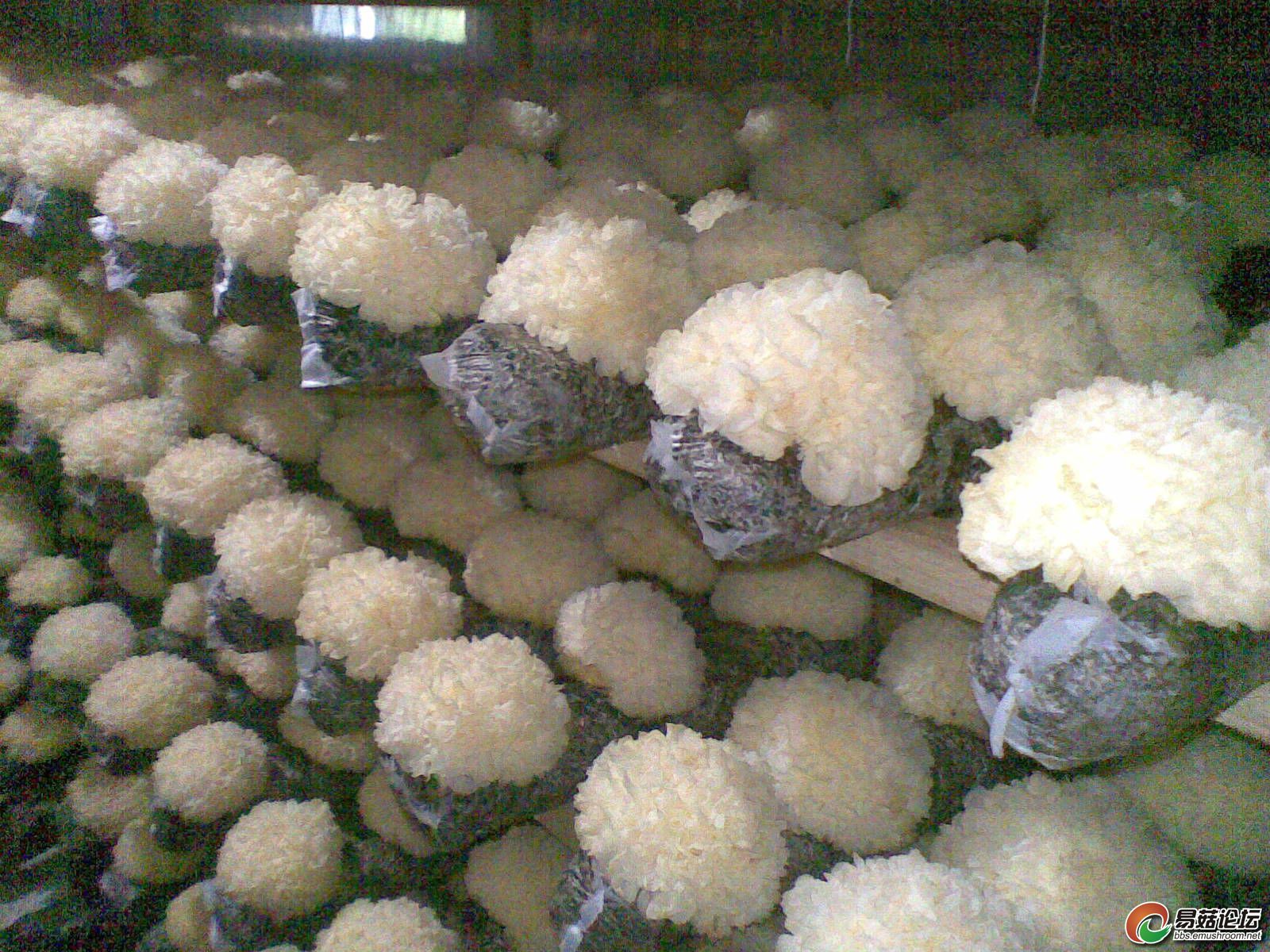 它外形和黑木耳相似,又得名"白木耳",这些种植事项很重要!