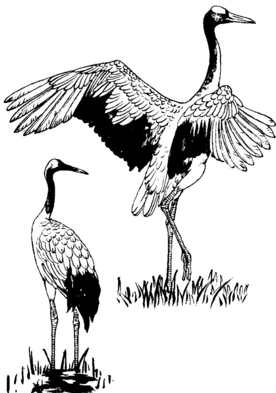 仙鹤白描,形象生动,留下以后画国画用得着