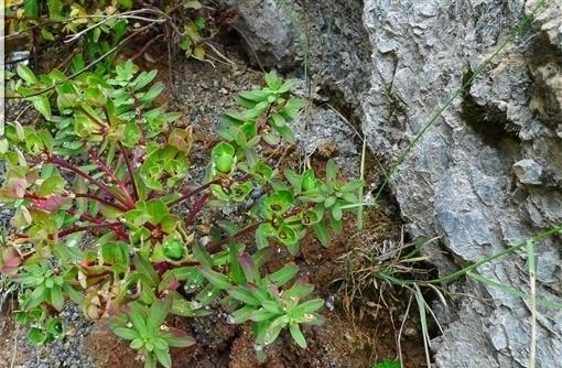 植物小百科:关于土瓜狼毒你不得不知道的知识!