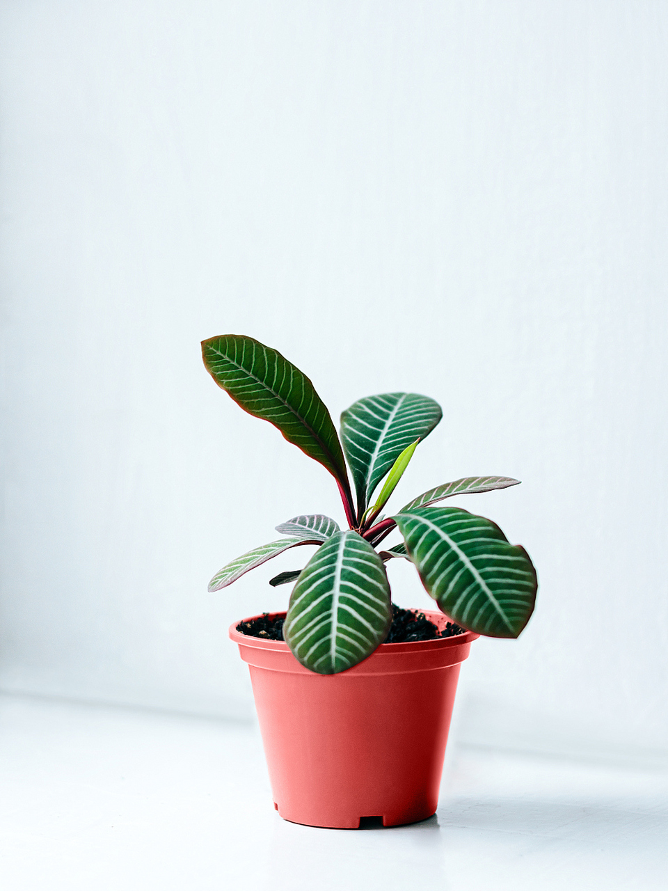 龟背竹是一种常见的室内观叶植物,其独特的叶形和生长习性深受人们