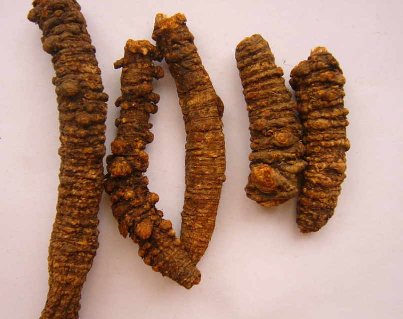 羌活- 热门商品专区