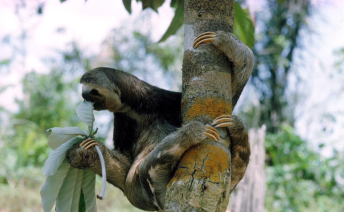 懒懒的树懒很可爱,树上的树懒很搞笑