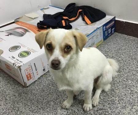 花100块钱买的狗能不能养?价格并非一切,健康才是关键