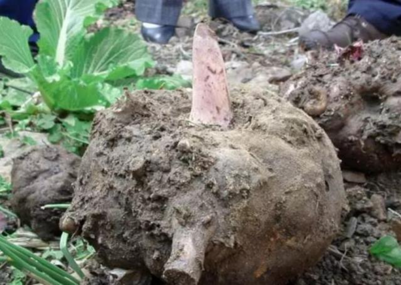这种植物叫蒟蒻,生吃肿舌头,加工后可食用,有"美容"功效