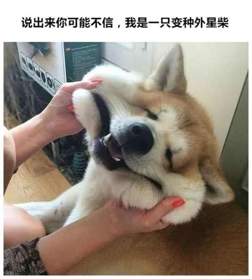 搞笑图片:天空中一只大仓鼠,还是自带光环的那种,被萌到了!