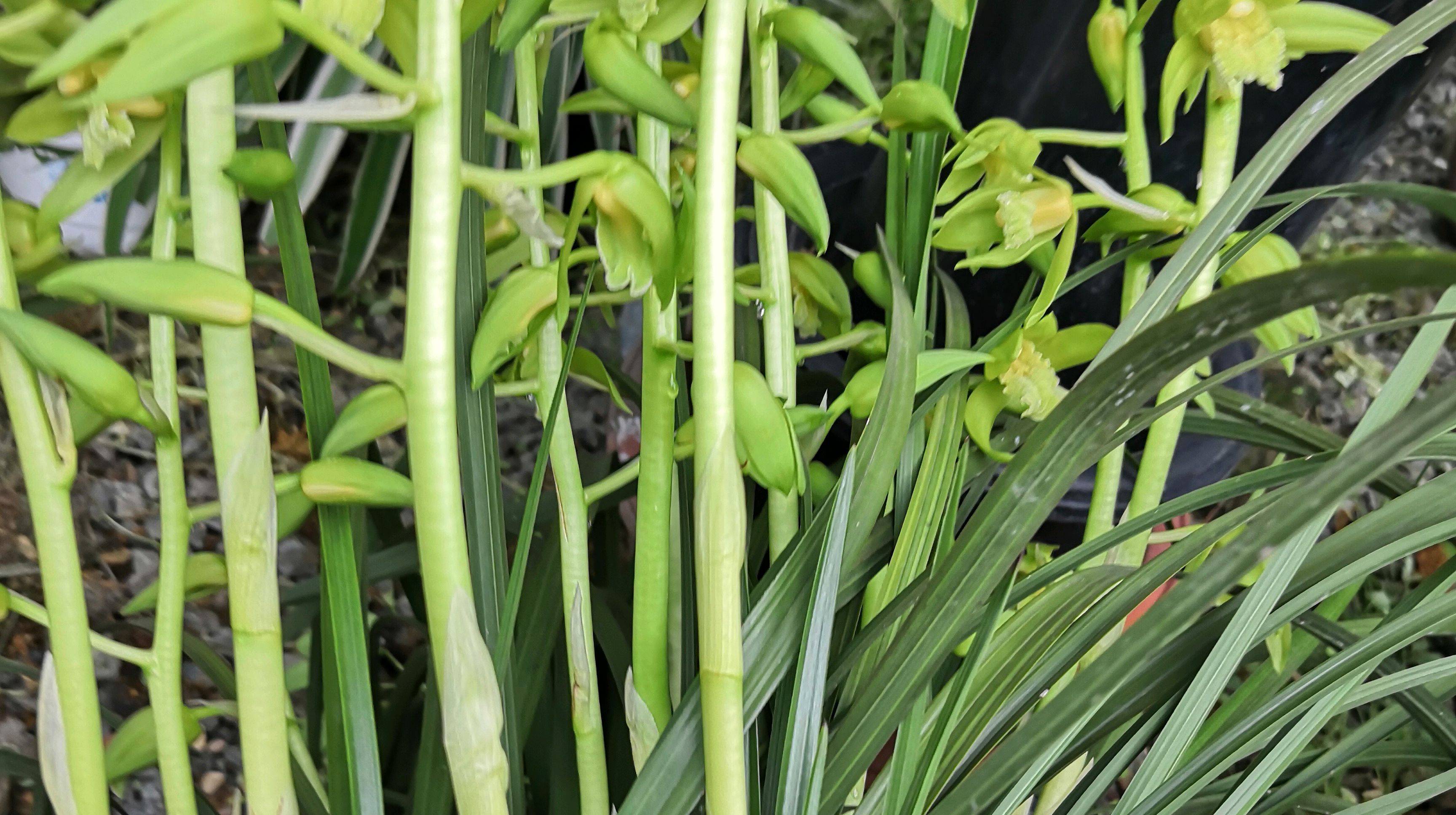 蕙兰素心花,颜色绿素,花香迷人!