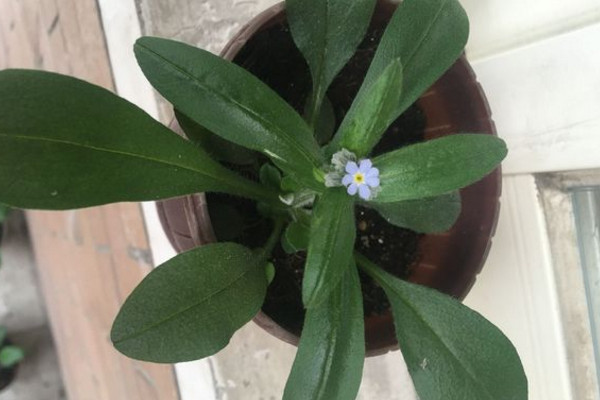 养一盆勿忘我吧,注意这几点就能养好,把它送给心爱的人!