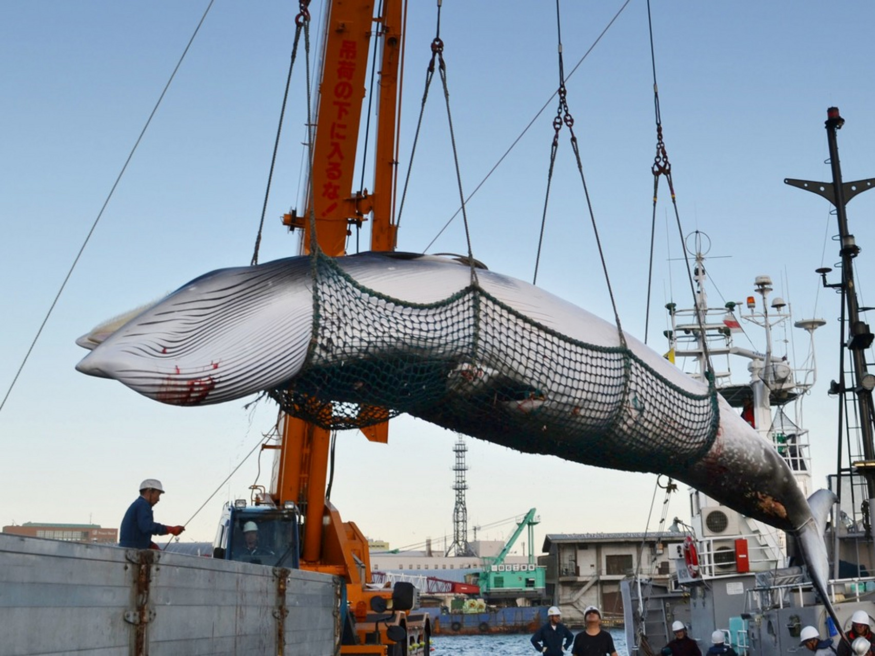 【正式退出国际捕鲸委员会,#日本重新开始商业捕鲸#】新华社6月30日