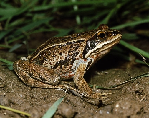 哈士蟆你了解吗?看看这些再说话