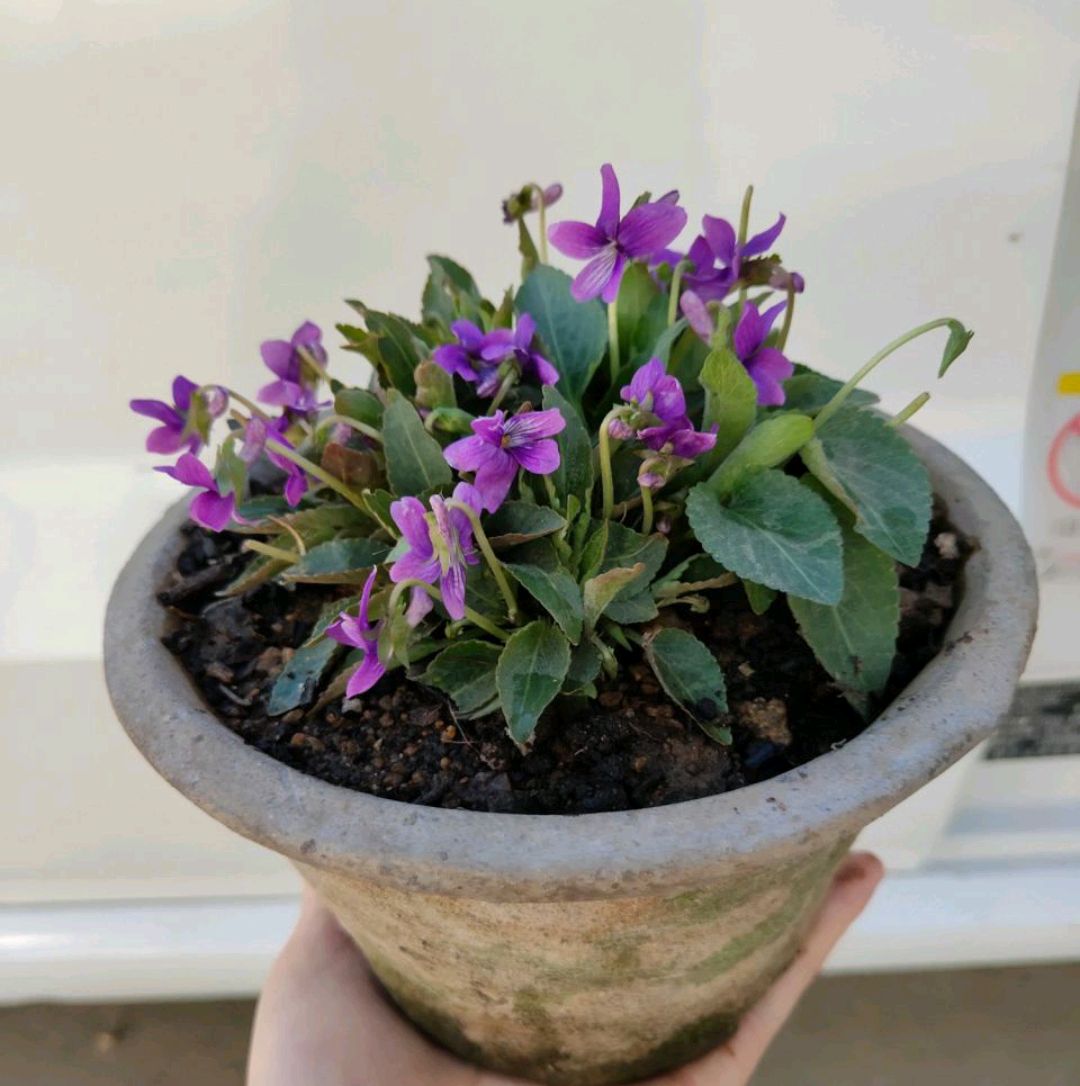 野外遇见这种花,挖回家栽盆里,瞬间高大上,让人直呼"买不起"