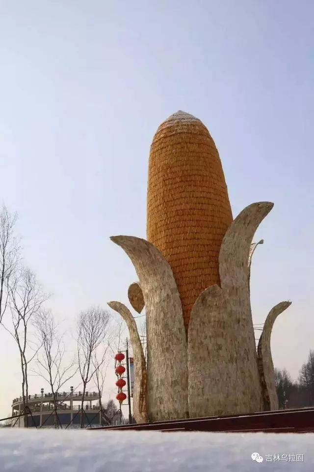 [吉农亮点] 舒兰二合"超级大玉米",申报吉尼斯世界纪录!