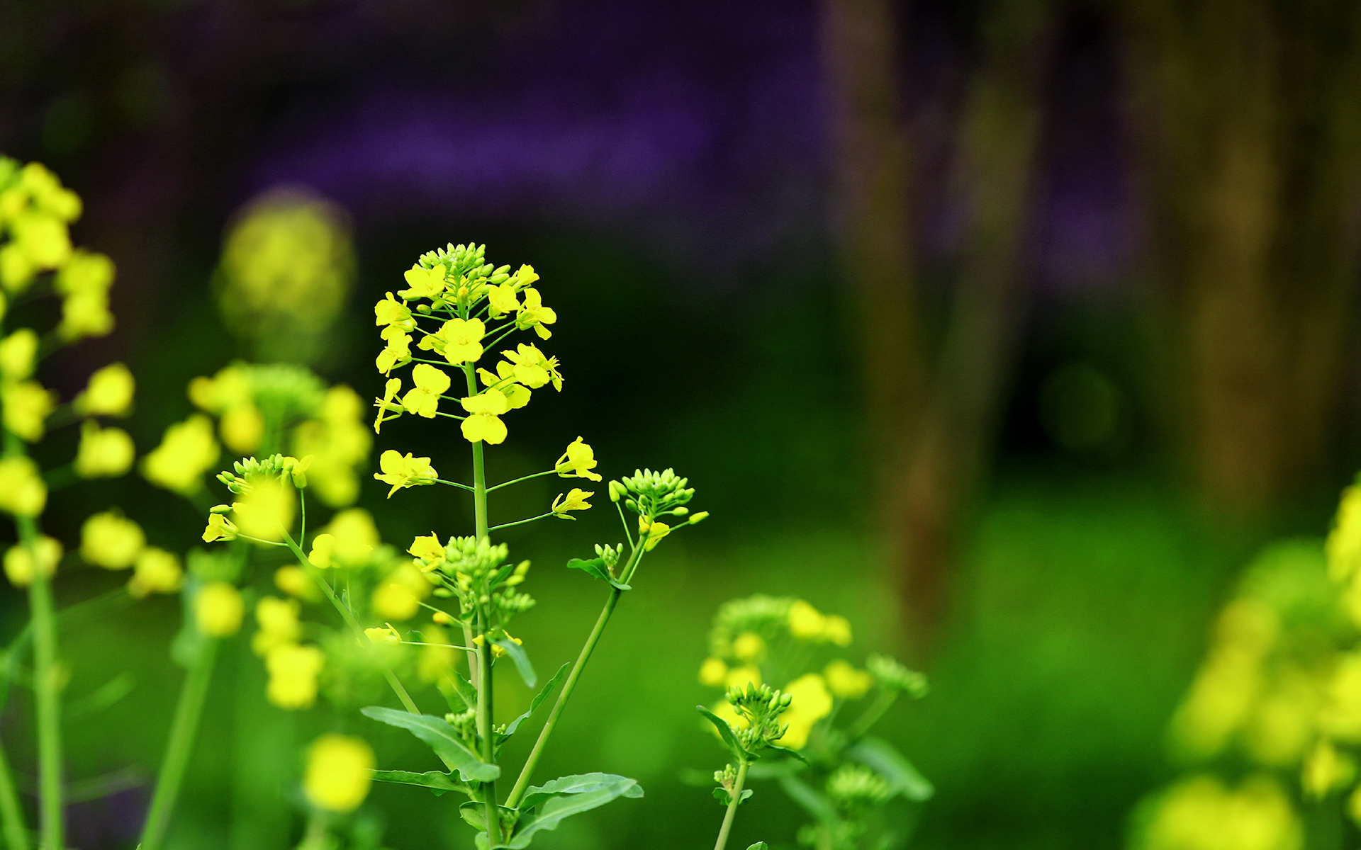 油菜花高清壁纸桌面图片